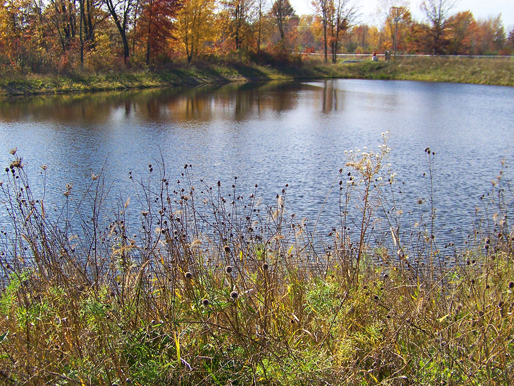 Pond at Camp Scott Wetlands