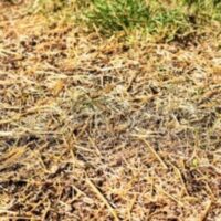 Untitled design (12) A layer of straw over grass.