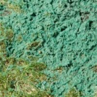 Untitled design (14) Patch of hydroseeding next to grown grass.