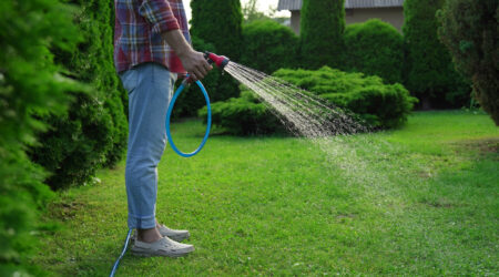 Man watering green grass on lawn in backyard, closeup Person watering a green lawn with a hose in a garden surrounded by tall shrubs.