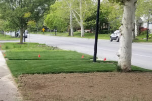 Top soil in place Anthony Residential street with newly planted grass sections marked by small red flags, a sidewalk in the foreground, and trees lining the road.